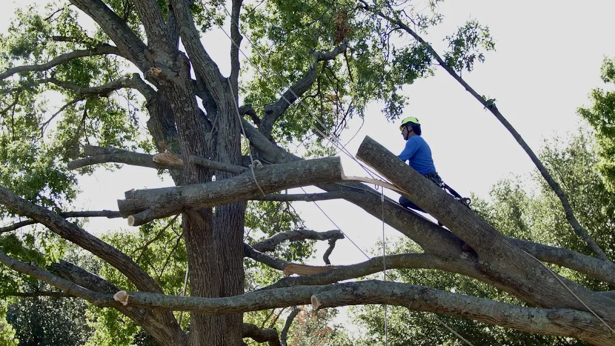Professional Crown Thinning performed by certified arborists in Malakoff